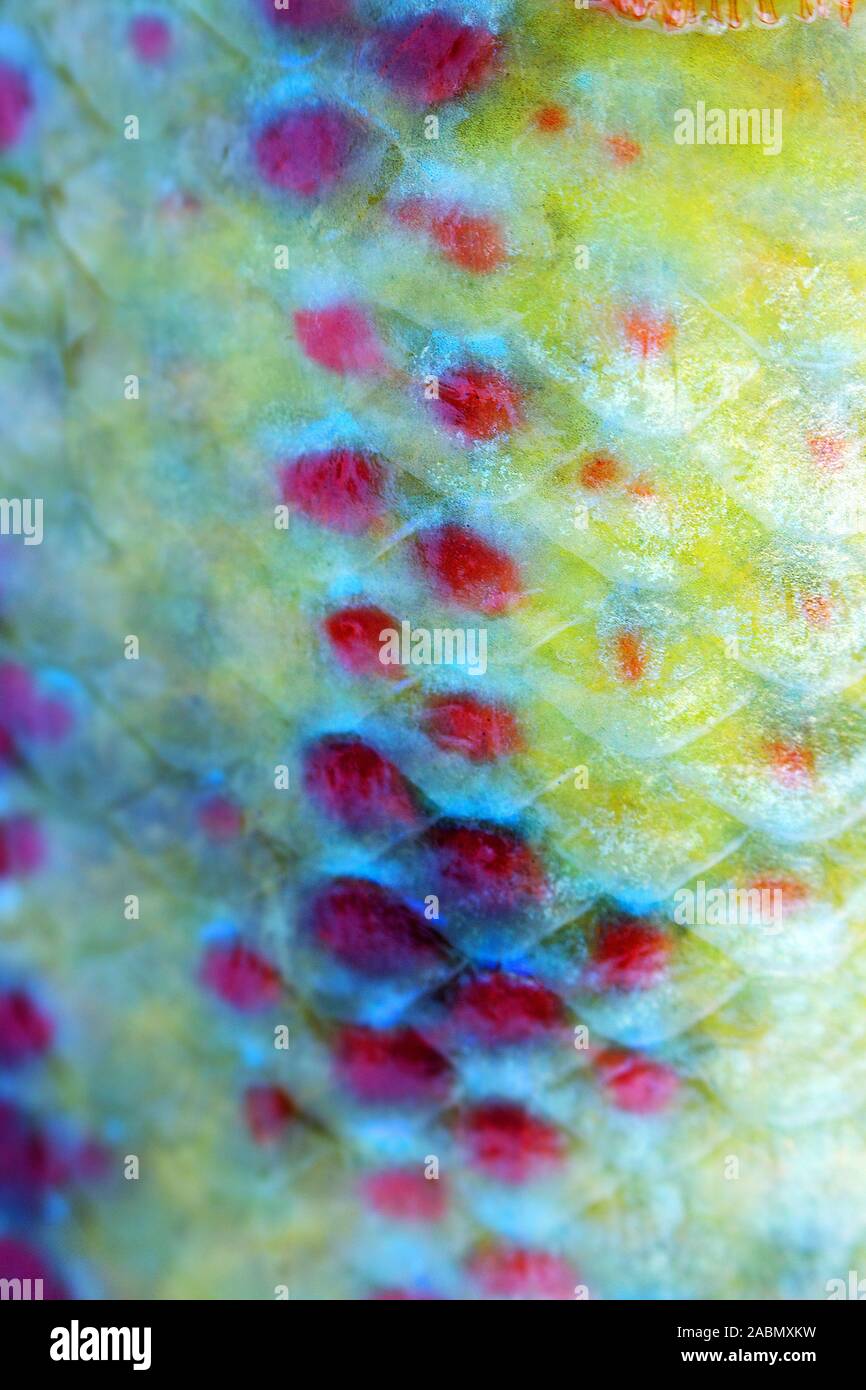 Long-striped wrasse (Symphodus tinca, rainbow fishes, Labrus, ray-finned fish) from the Black sea (North shore). Multi-colored scales and fins, as if Stock Photo