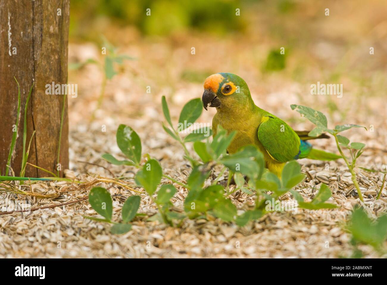 Peach-fronted Parakeet (Aratinga aurea) Stock Photo
