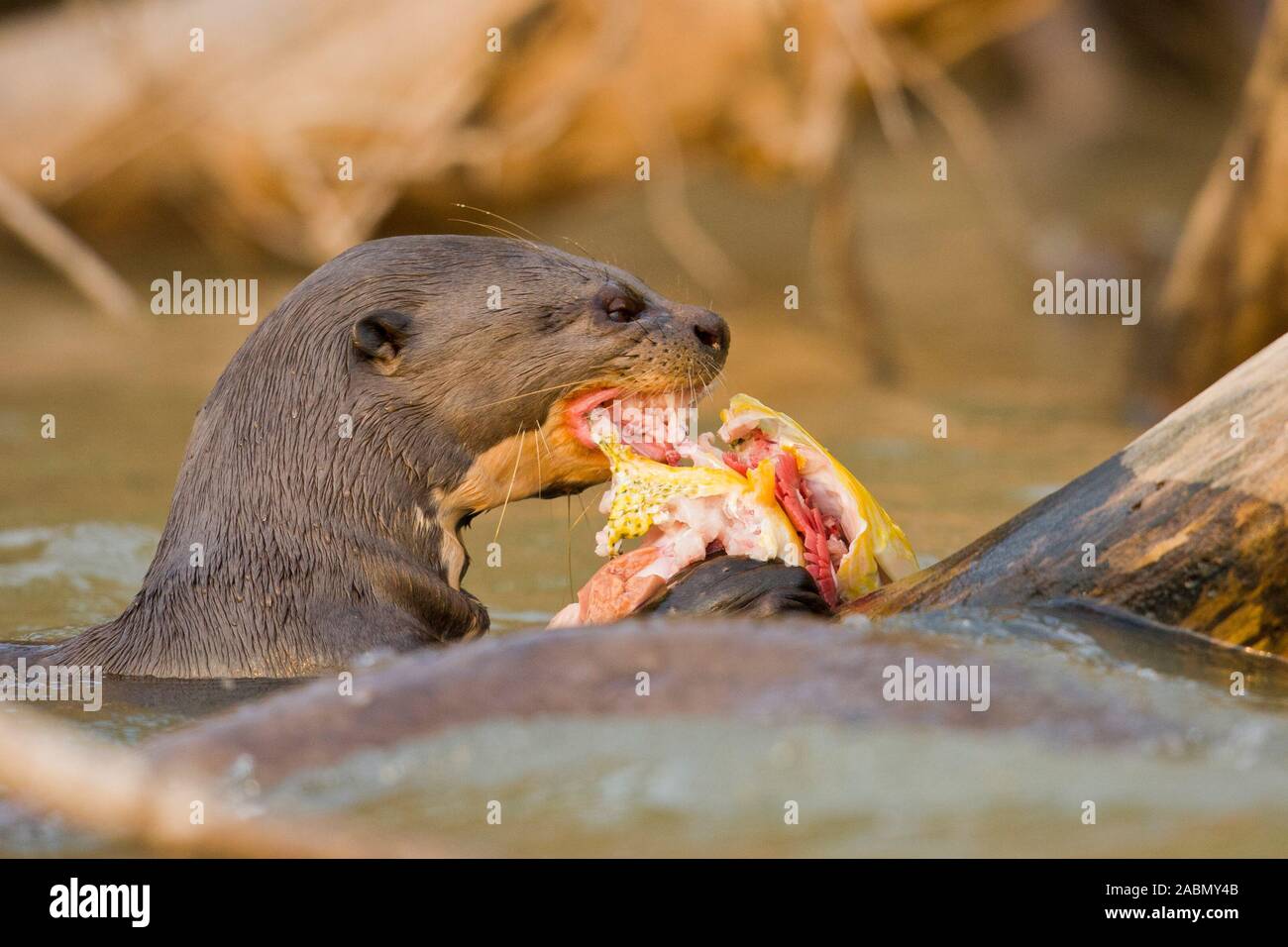 Giant Otter (Pteronura brasiliensis) eating fish Stock Photo