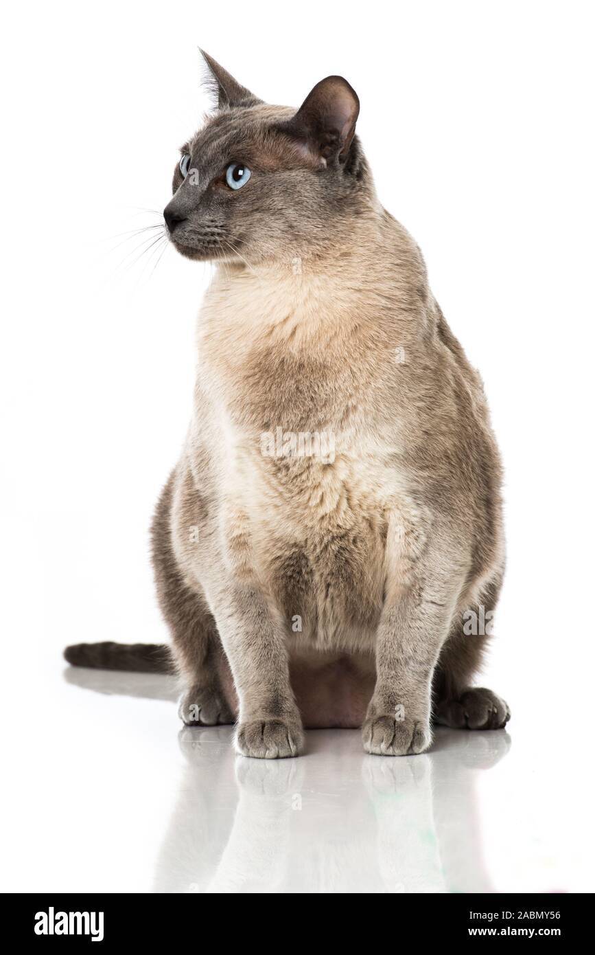 Erwachsene Rassekatze isoliert auf weissem Hintergrund Stock Photo