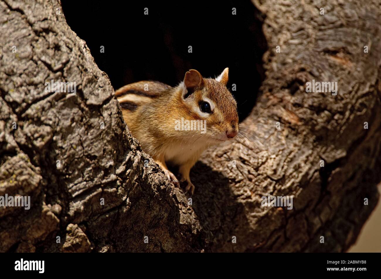 Eastern Chipmunk sitting in the hole of a tree. Stock Photo