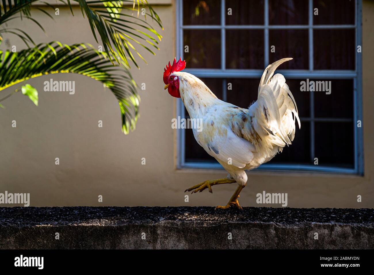 Caribbean rooster on Happy Hill. The feathered fowl runs free on Grenada Stock Photo