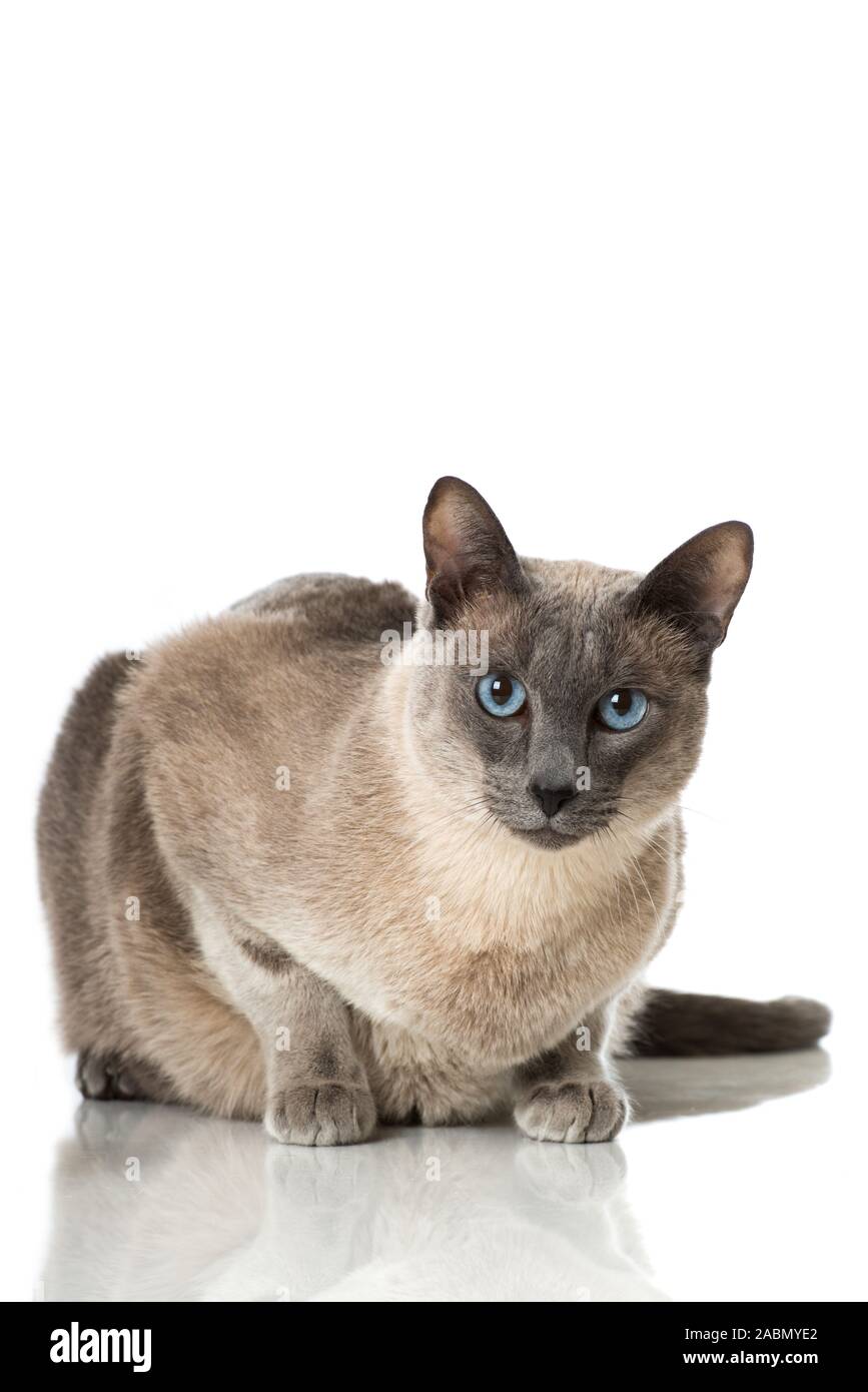 Erwachsene Rassekatze isoliert auf weissem Hintergrund Stock Photo