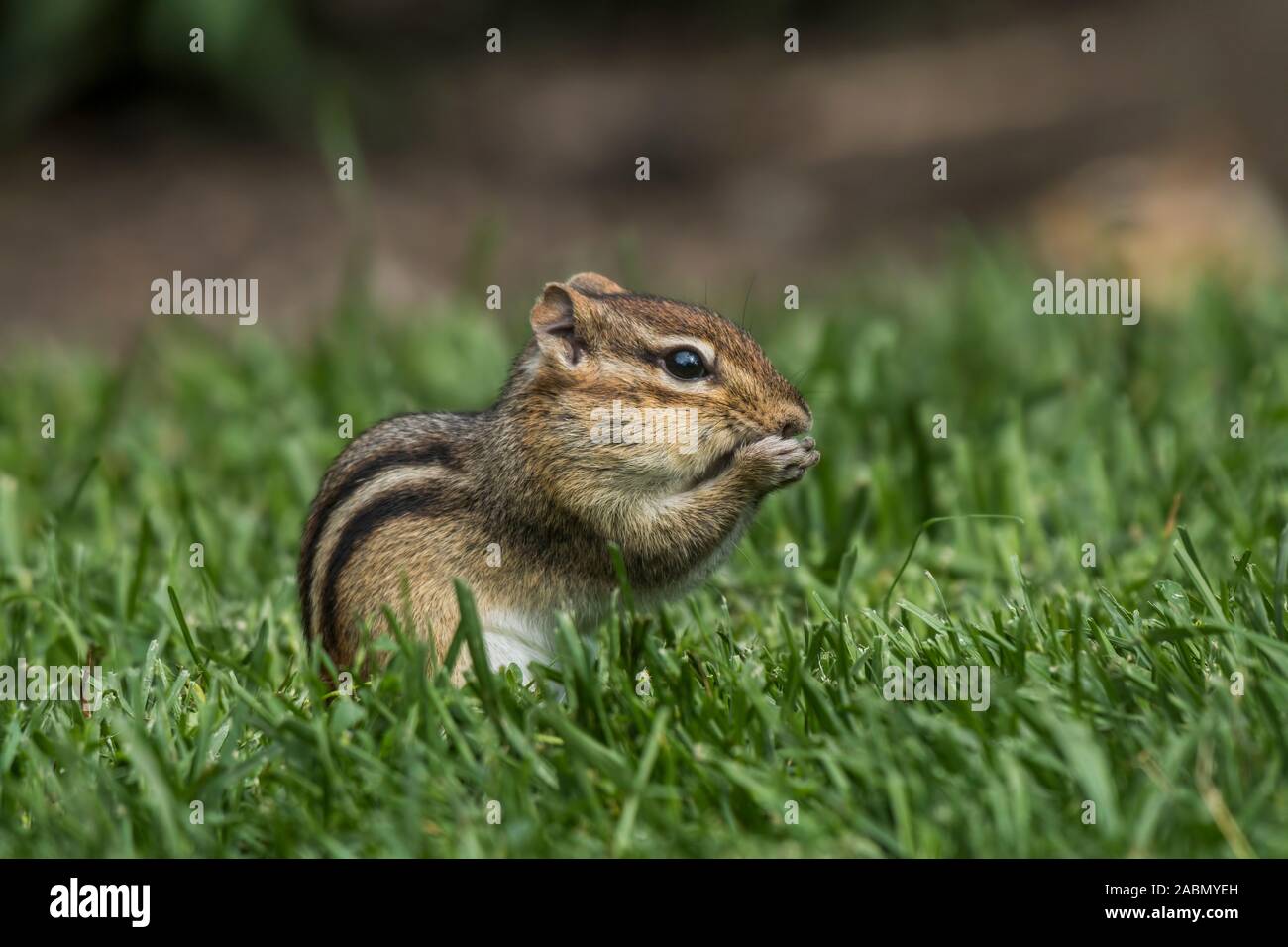 Eastern Chipmunk eating in the green grass. Stock Photo