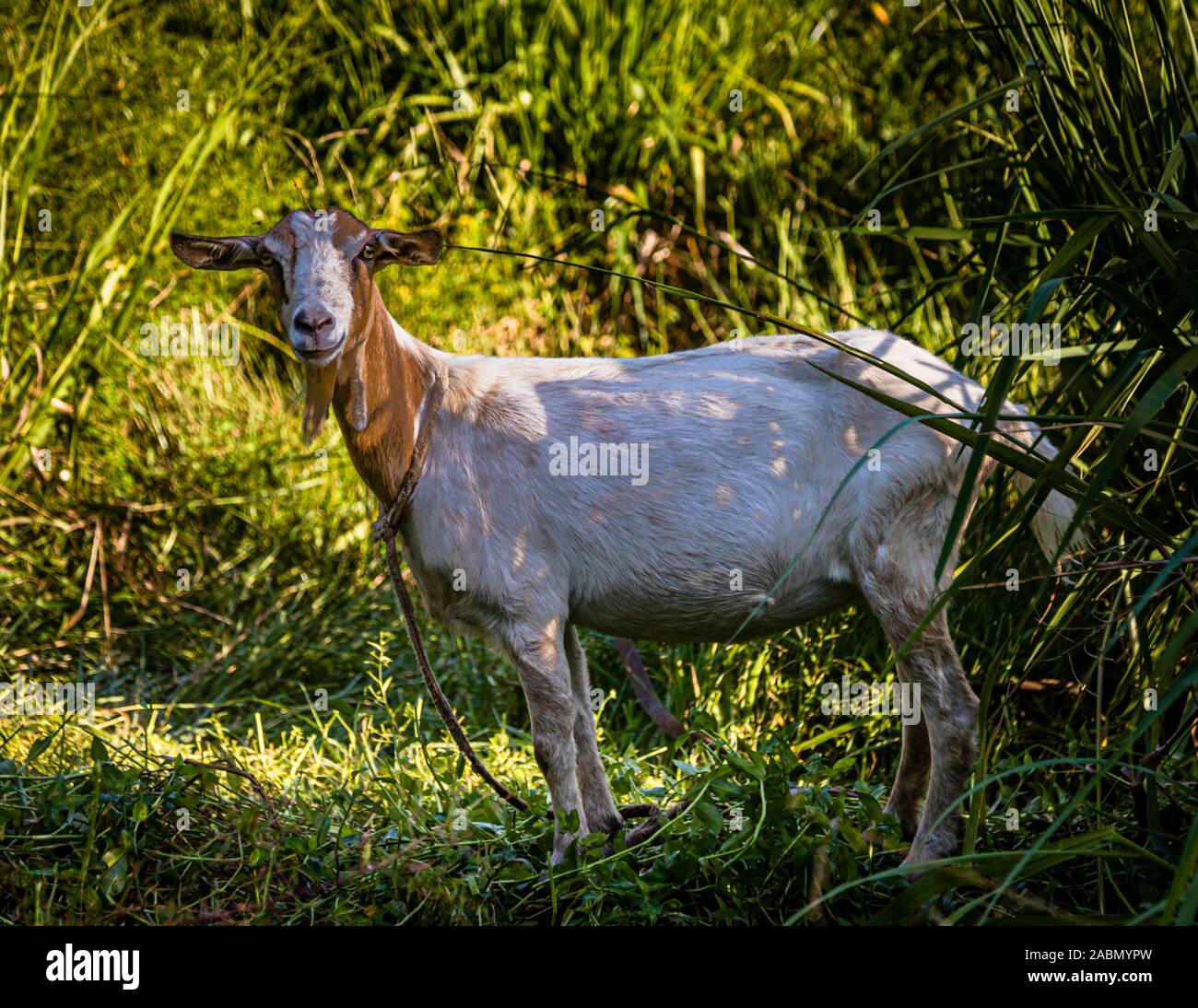 Goat in Happy Hill, Grenada. Goats find the best food on Grenada because the land is fertile and enough rain falls. By the way, dishes with goat meat are a culinary delicacy on the island Stock Photo
