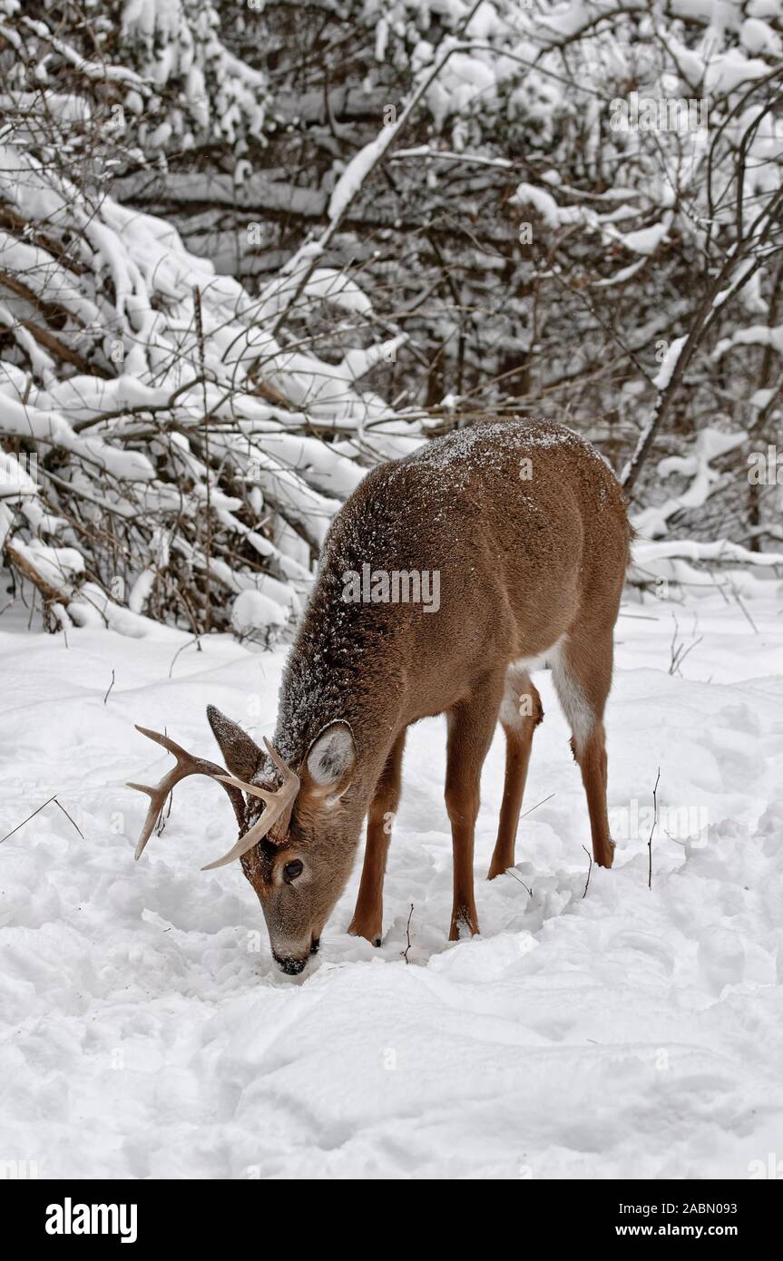 White-tailed Deer buck in snow. Stock Photo
