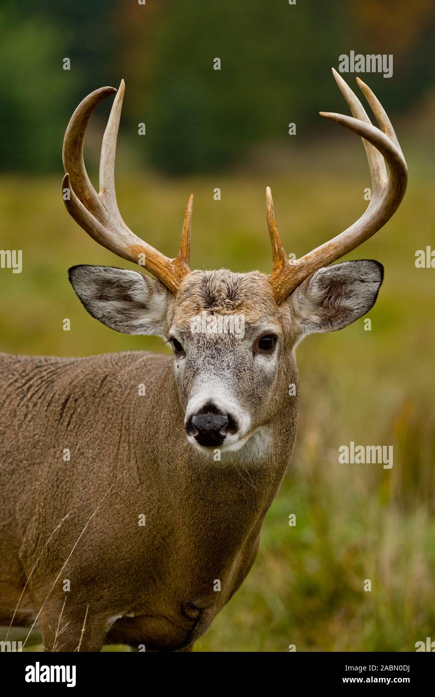 Whitetailed Deer Buck Stock Photo - Download Image Now - Deer
