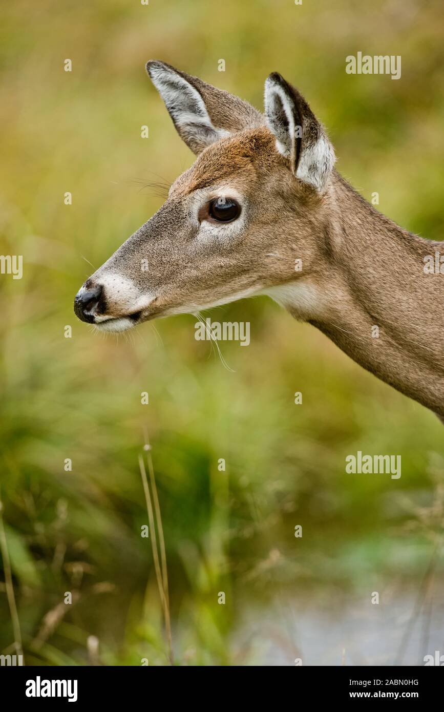 Doe White-tailed Deer doe portrait. Stock Photo