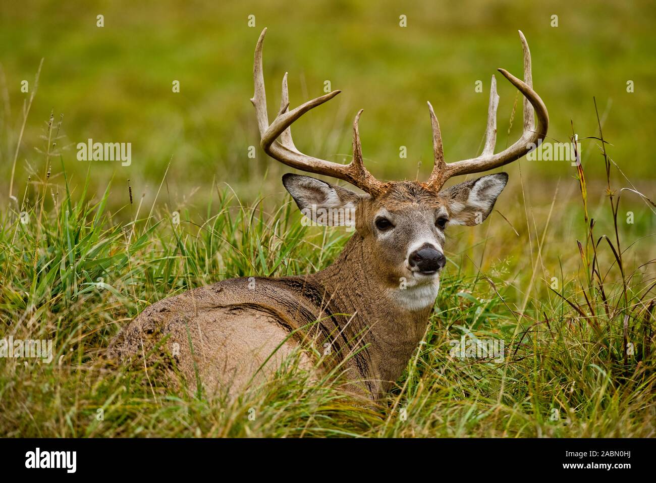Older White-tailed deer buck with large rack lying down in grass. Stock Photo