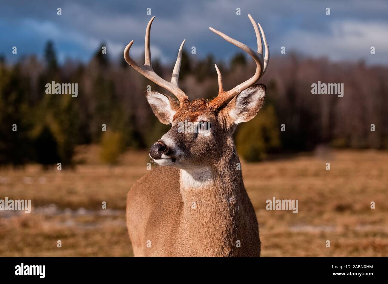 Male Deer buck in a field. Stock Photo
