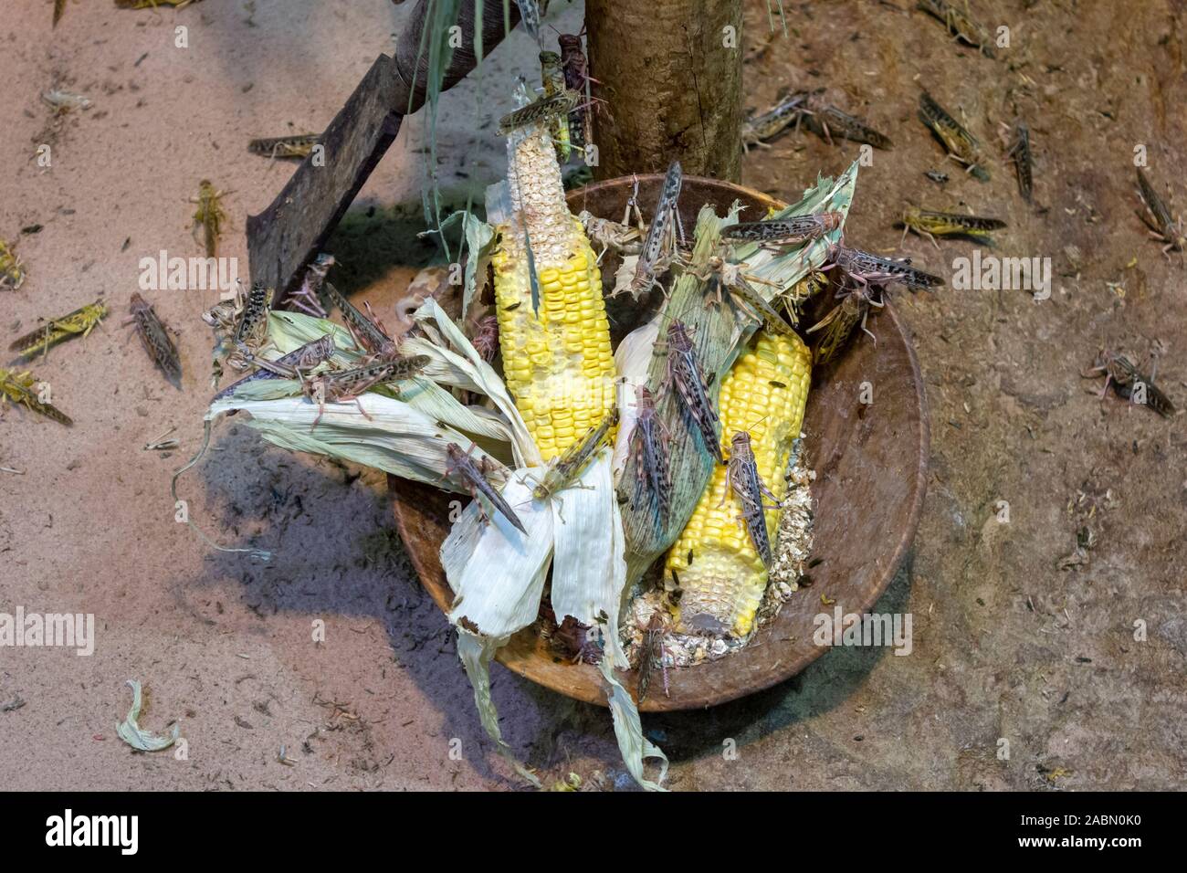 invasion of locusts, locusts eating corn cropdevouring insect Stock Photo Alamy