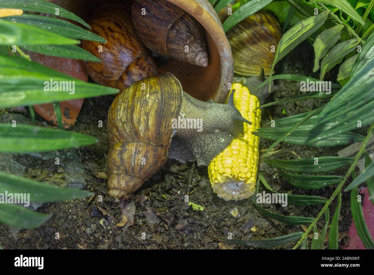 Giant African land snail (Achatina fulica) eating corn, macro Stock Photo Alamy