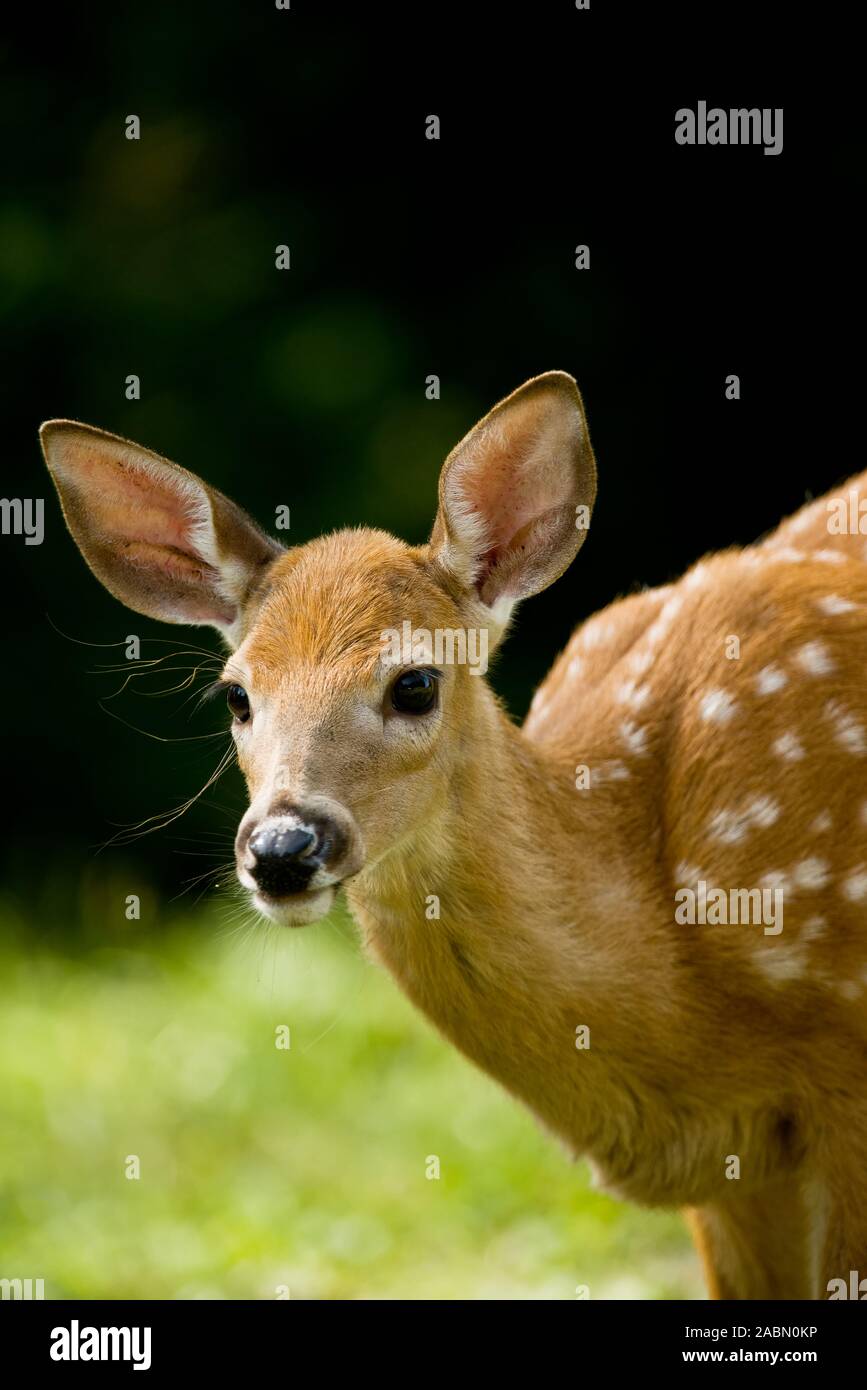 Young spotted deer fawn Stock Photo - Alamy