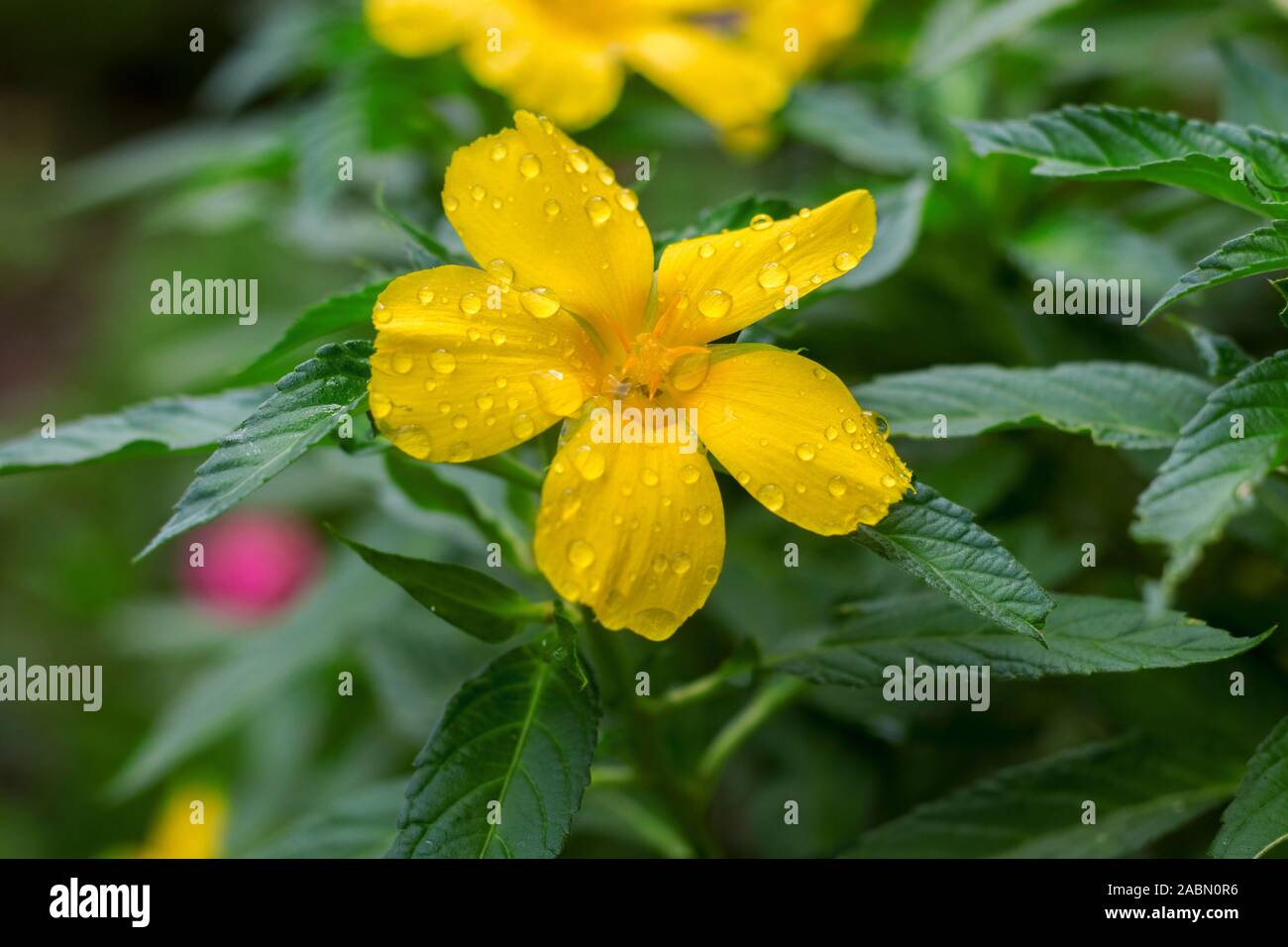 yellow Turnera diffusa damiana flower in the garden Stock Photo