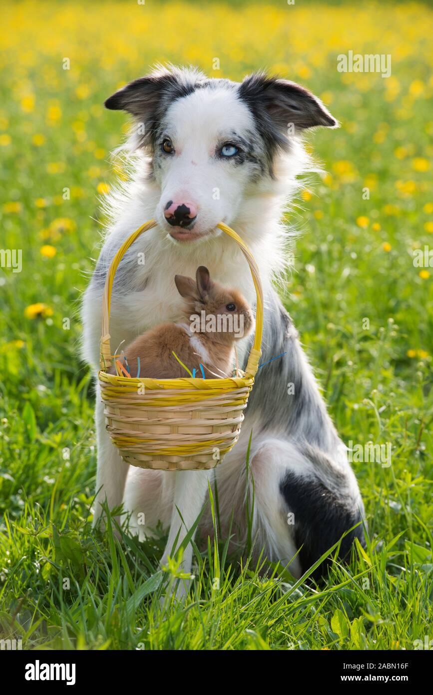 Border collie dog holding easter basket with rabbit in his mouth Stock