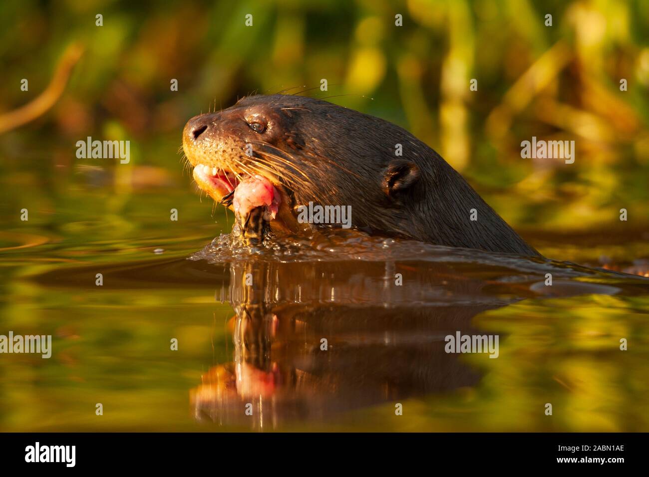 Giant Otter (Pteronura brasiliensis) eating fish Stock Photo