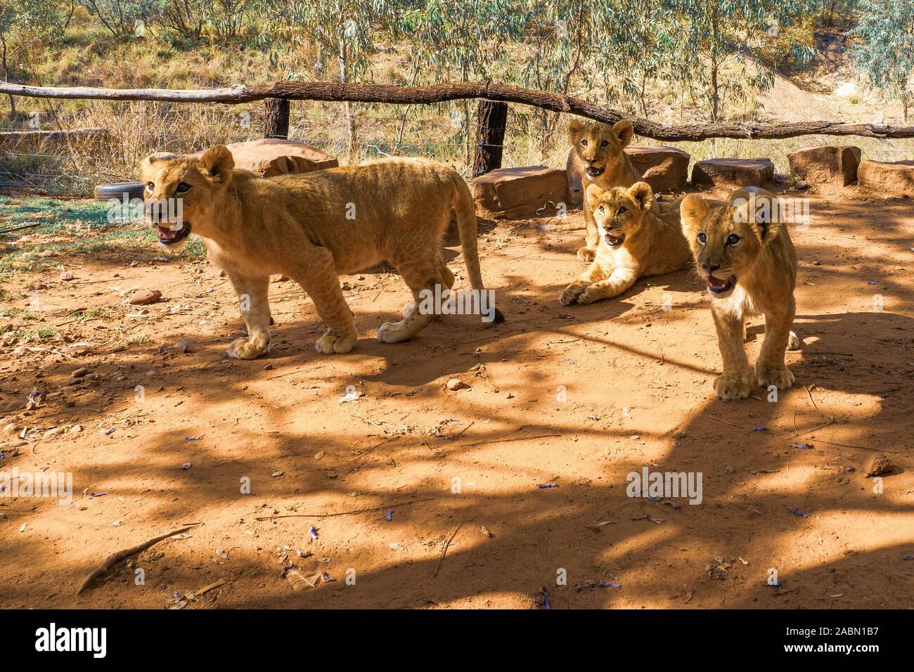 congolese spotted lion