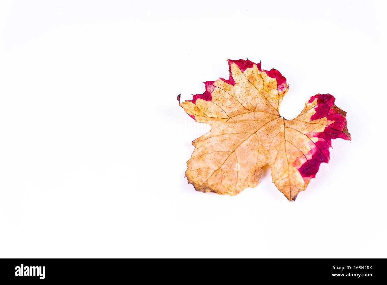 A colorful orange red autumn leaf on white background with copy space Stock Photo