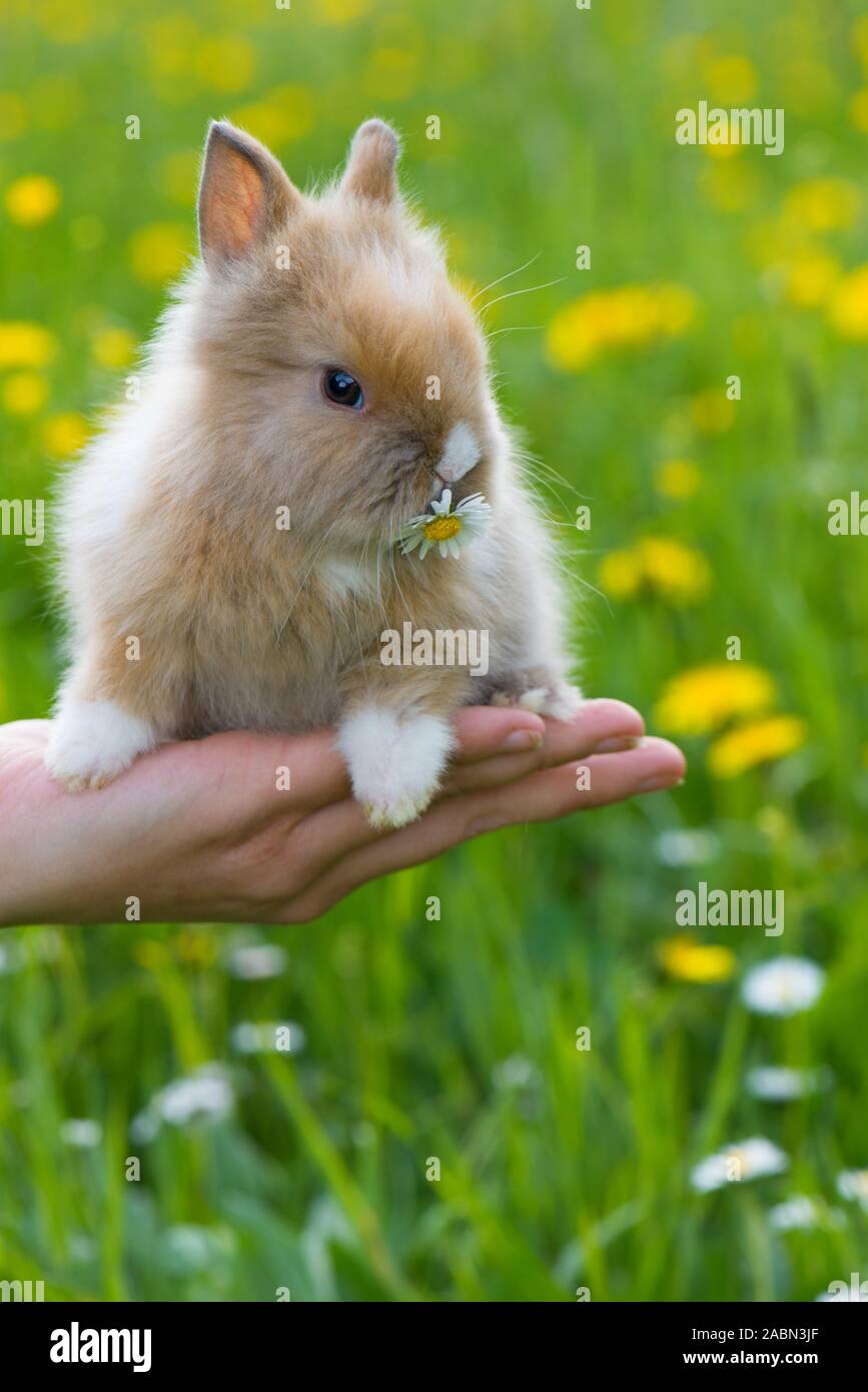 Dwarf rabbit on a human hand Stock Photo - Alamy