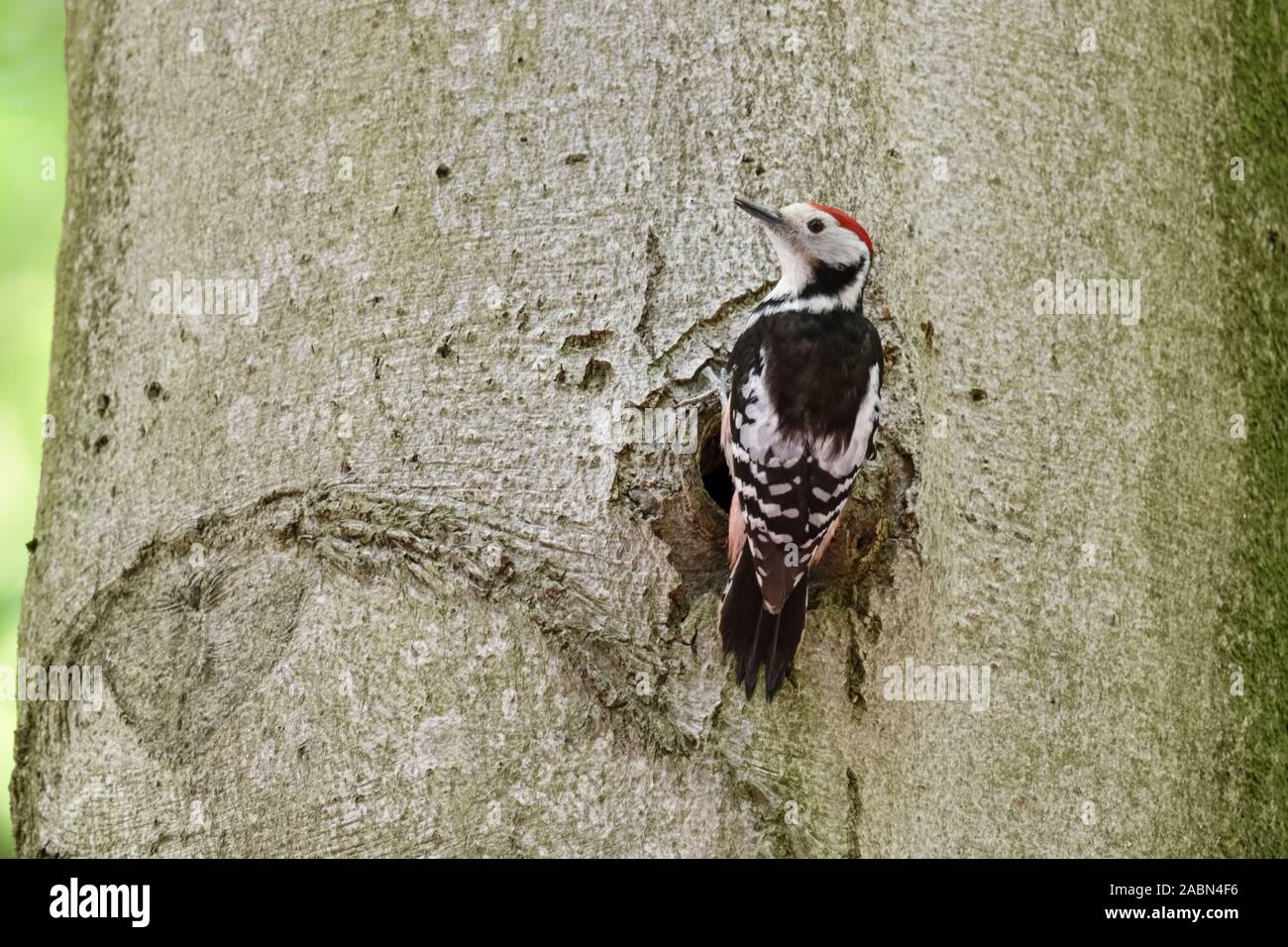 Middle Spotted Woodpecker ( Leiopicus medius ) perched in front of a tree hole, woodpeckers nesting hole, wildlife, Europe. Stock Photo