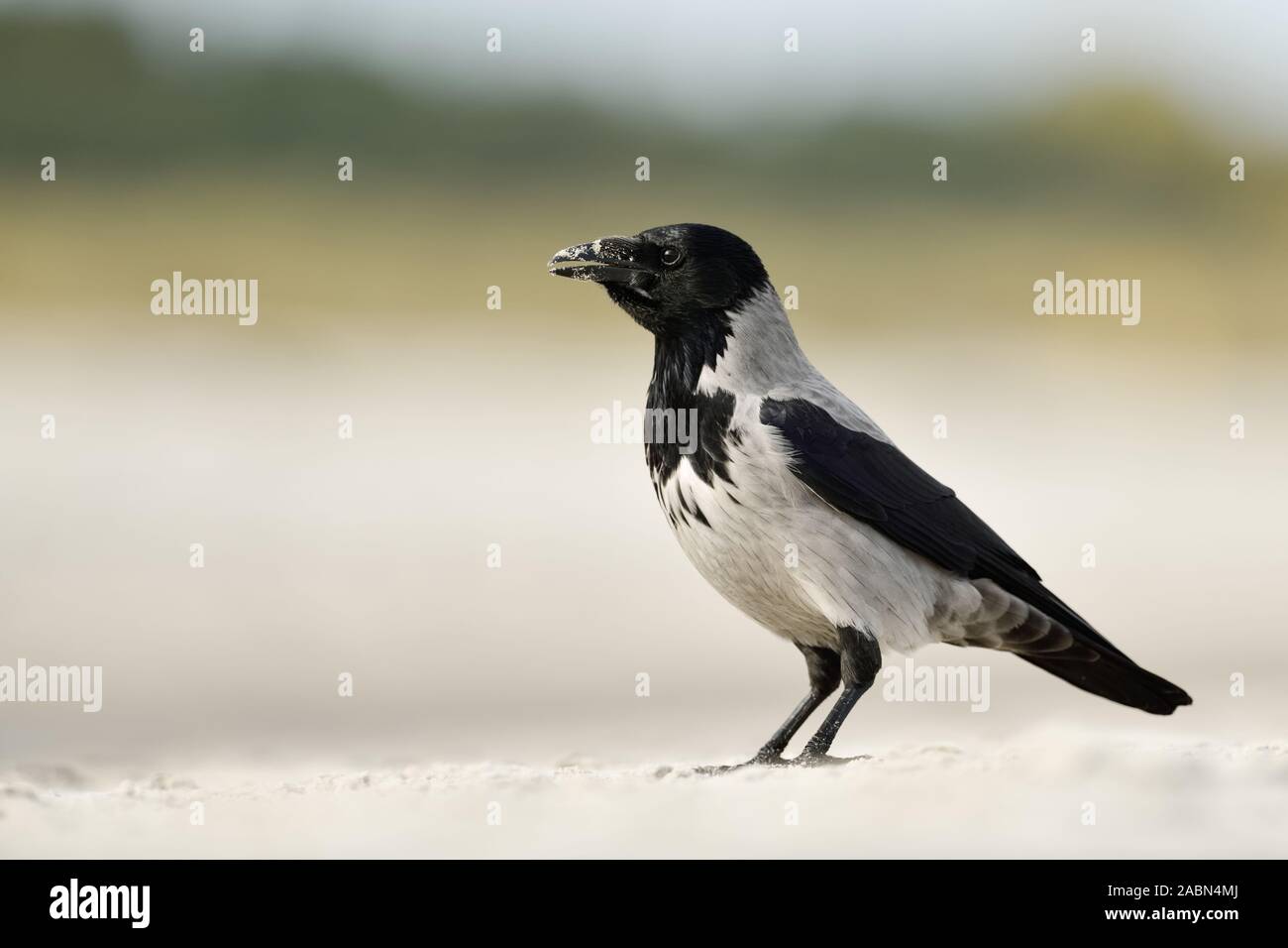 Hoodiecrow ( Corvus cornix ), sitting on a sandy beach, calling, side view, wildlife, Europe. Stock Photo