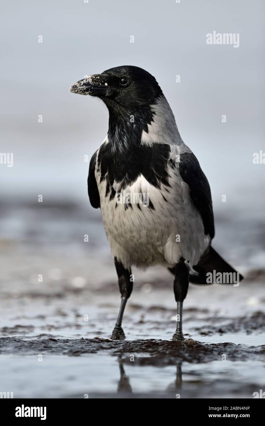 Hoodiecrow ( Corvus cornix ) on the beach, close to the waterline, watching around, sandy beak, frontal shot, widlife, Europe. Stock Photo