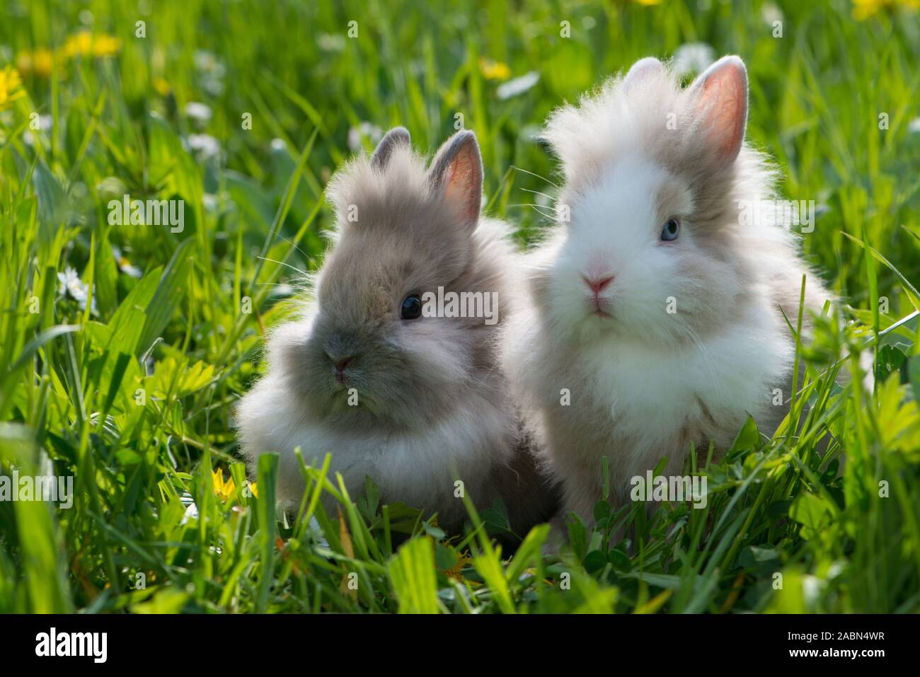 Two dwarf rabbits in a spring flower meadow Stock Photo Alamy