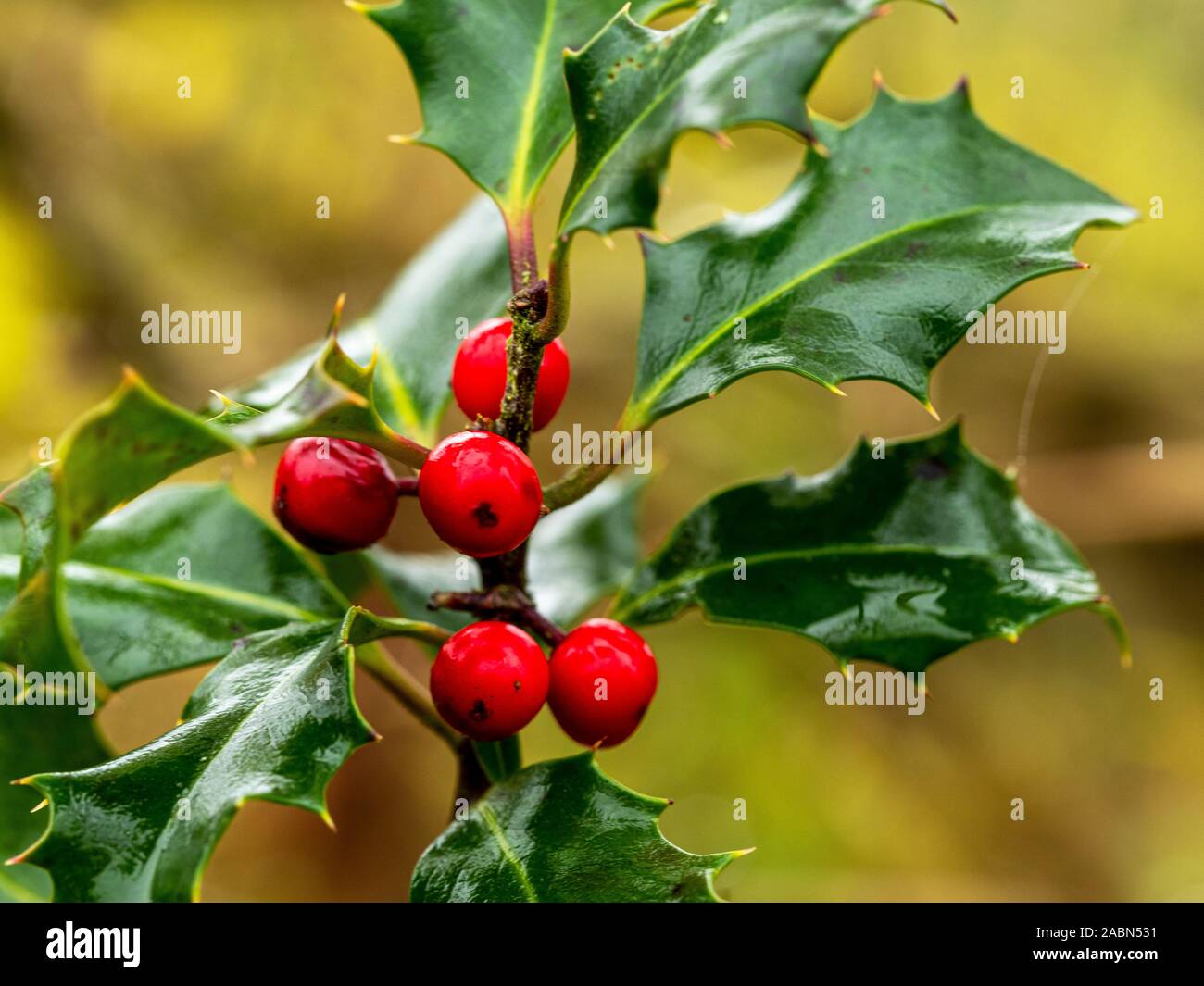 Red berries and shiny wet green leaves on a holly bush in a garden Stock Photo