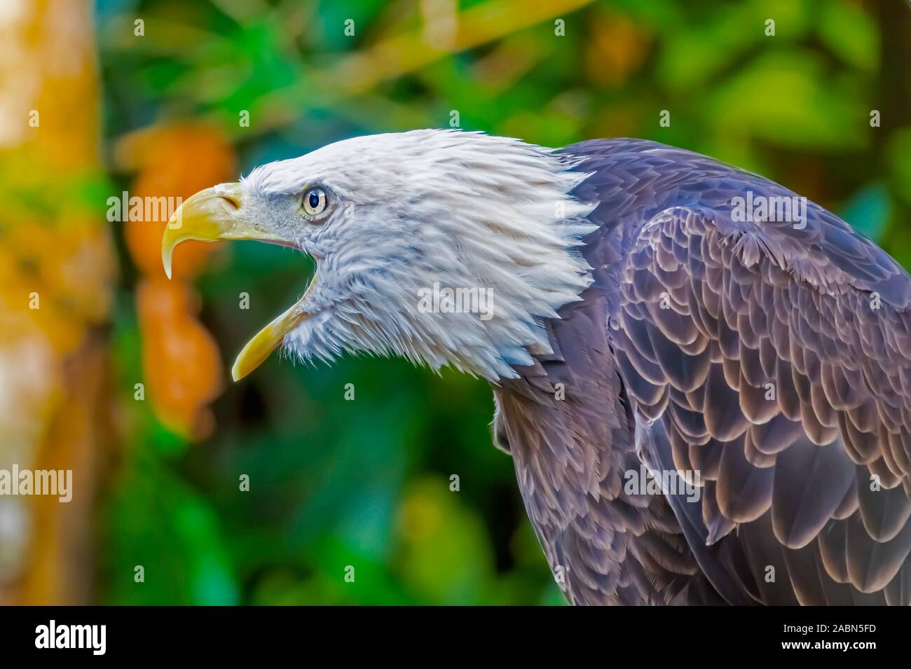 Bald eagle profile view hi-res stock photography and images - Page