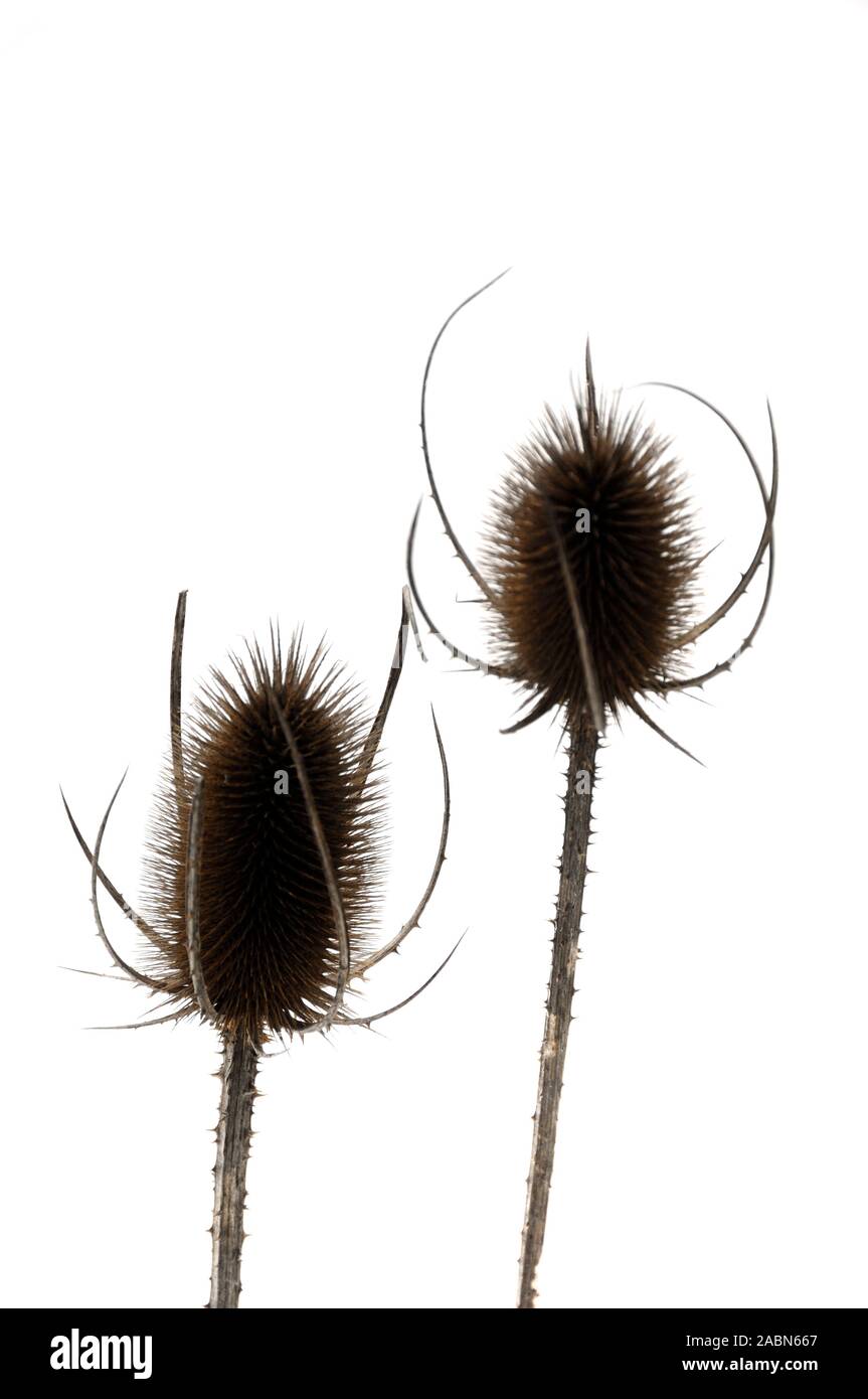 Dried Common Teasel, Wild Teasel or Teasel Heads, Dipsacus fullonum, or Thistle Heads Silhouetted Against Snow or White Background Stock Photo