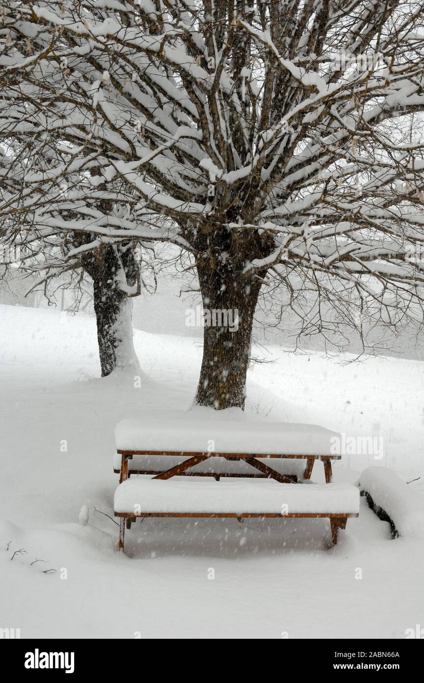 Snow Covered Lime Tree, Linden Tree or Tilia & Picnic Bench or Picnic Table in Snow Blieux Alpes-de-Haute-Provence Provence France Stock Photo