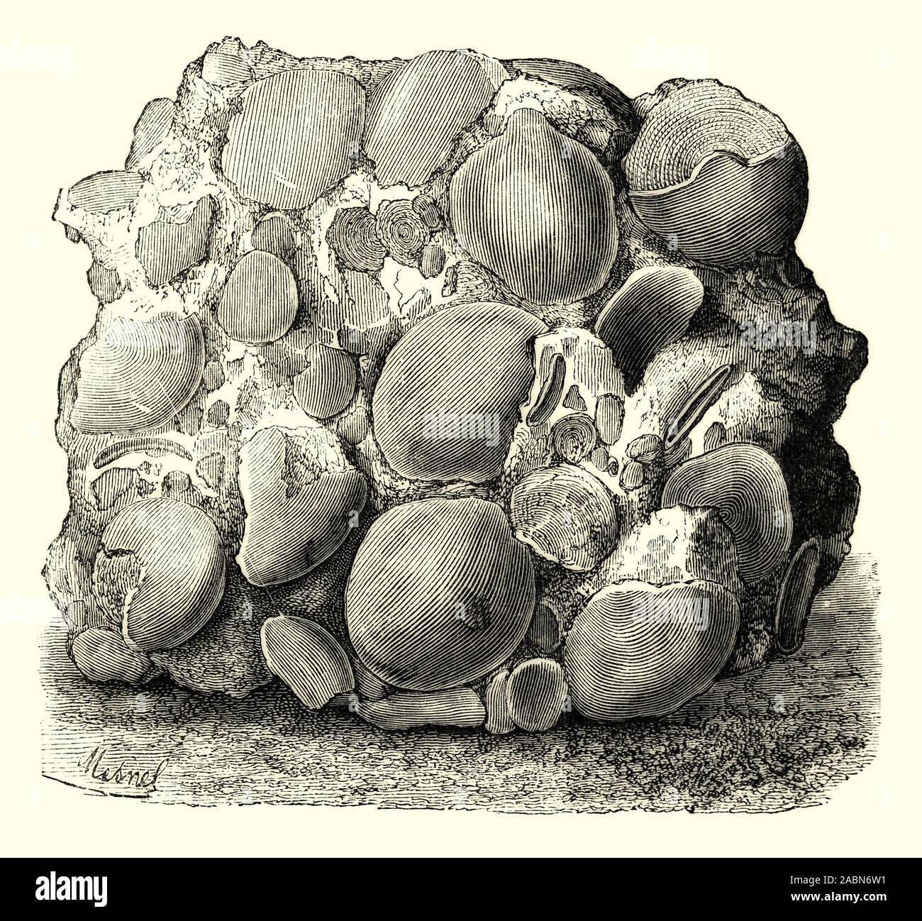 A rock of the Arabian chain formed by agglomerated Nummulites. A nummulite is a large lenticular fossil, characterized by its numerous coils, subdivided by septa into chambers. They are the shells of the fossil and present-day marine protozoan Nummulites, a type of foraminiferan. The ancient Egyptians used nummulite shells as coins and the pyramids were constructed using limestone that contained nummulites. Stock Photo