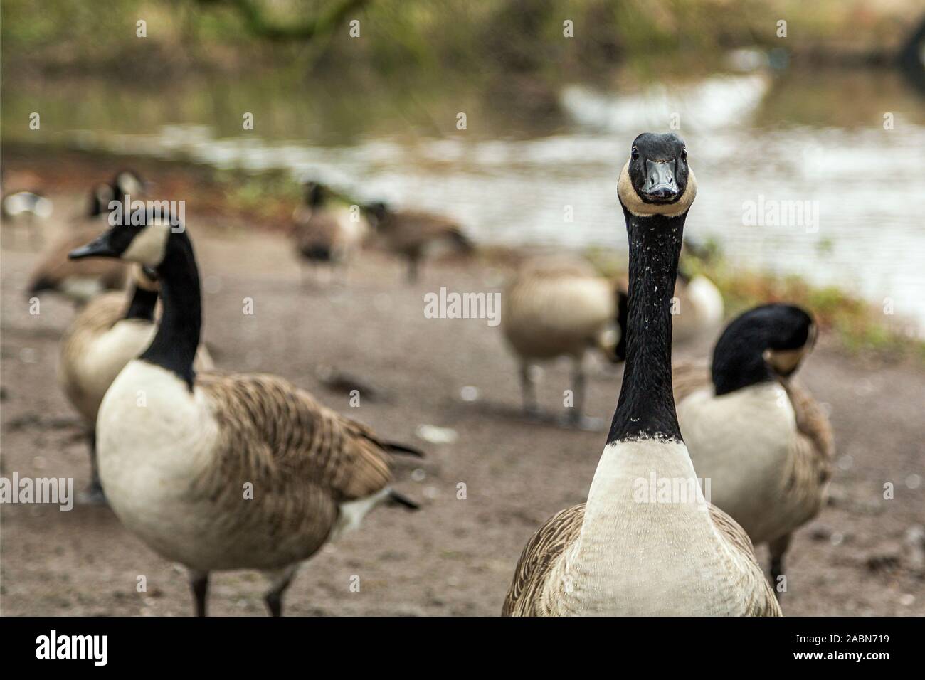 A group of Canada geese with only one in focus. Concept / conceptual staying focused, alert, leadership, independence, paying attention etc. Stock Photo