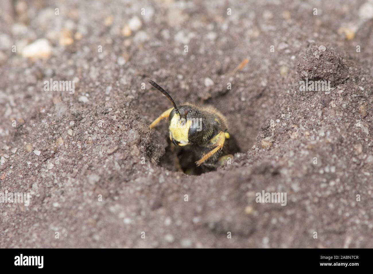 Ornate-tailed Digger Wasp, Cerceris rybyensis Stock Photo