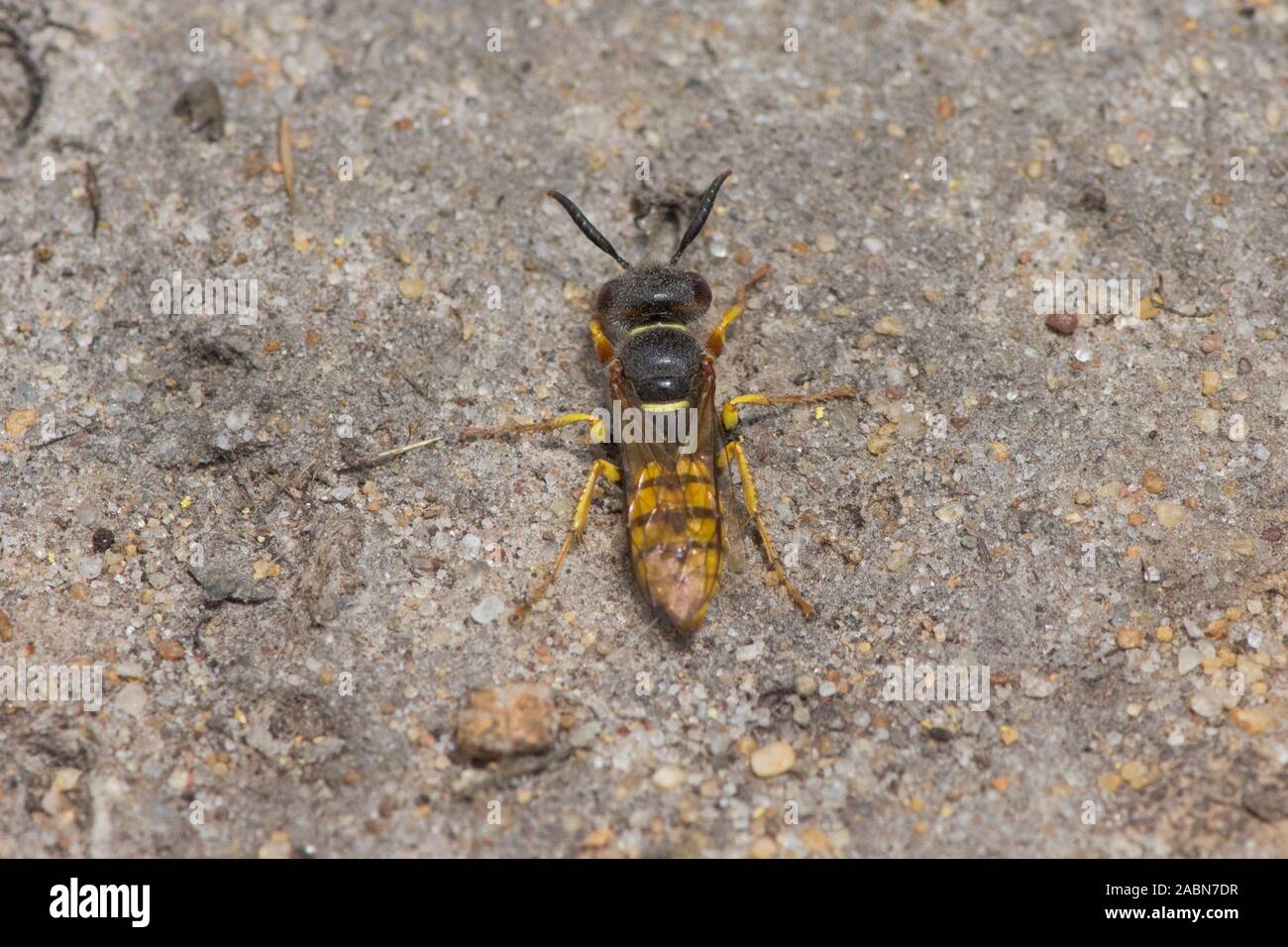 Digger wasp, Philanthus triangulum, European beewolf, Bee-killer wasp ...