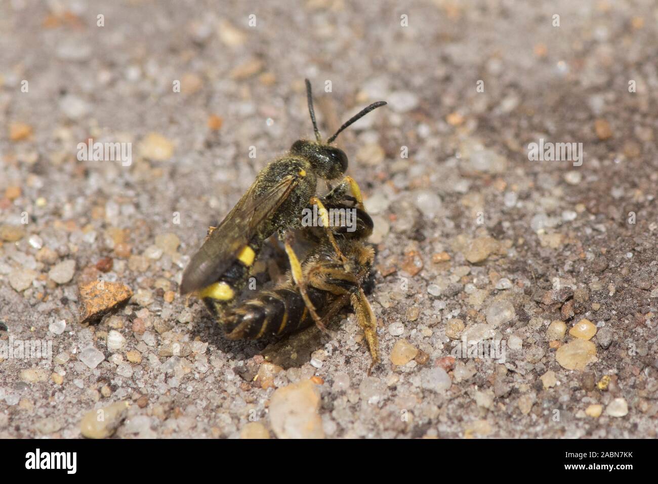 Ornate-tailed Digger Wasp, Cerceris rybyensis, carrying prey of dead bee back to nest hole, Sussex, UK, July Stock Photo