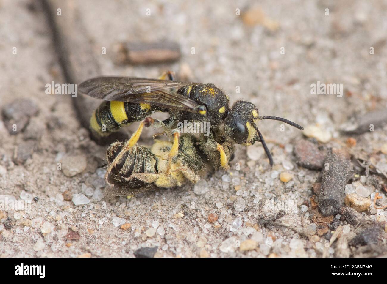 Ornate-tailed Digger Wasp, Cerceris rybyensis, carrying prey of dead bee back to nest hole, Sussex, UK, July Stock Photo