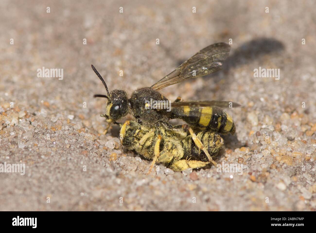 Ornate-tailed Digger Wasp, Cerceris rybyensis, carrying prey of dead bee back to nest hole, Sussex, UK, July Stock Photo