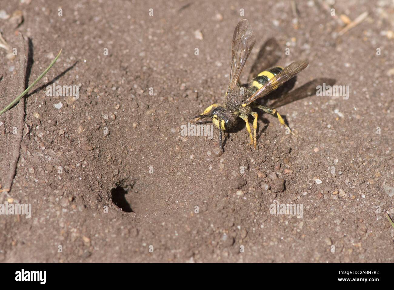 Ornate-tailed Digger Wasp going into nest hole in ground, Cerceris rybyensis, Sussex, UK, July Stock Photo