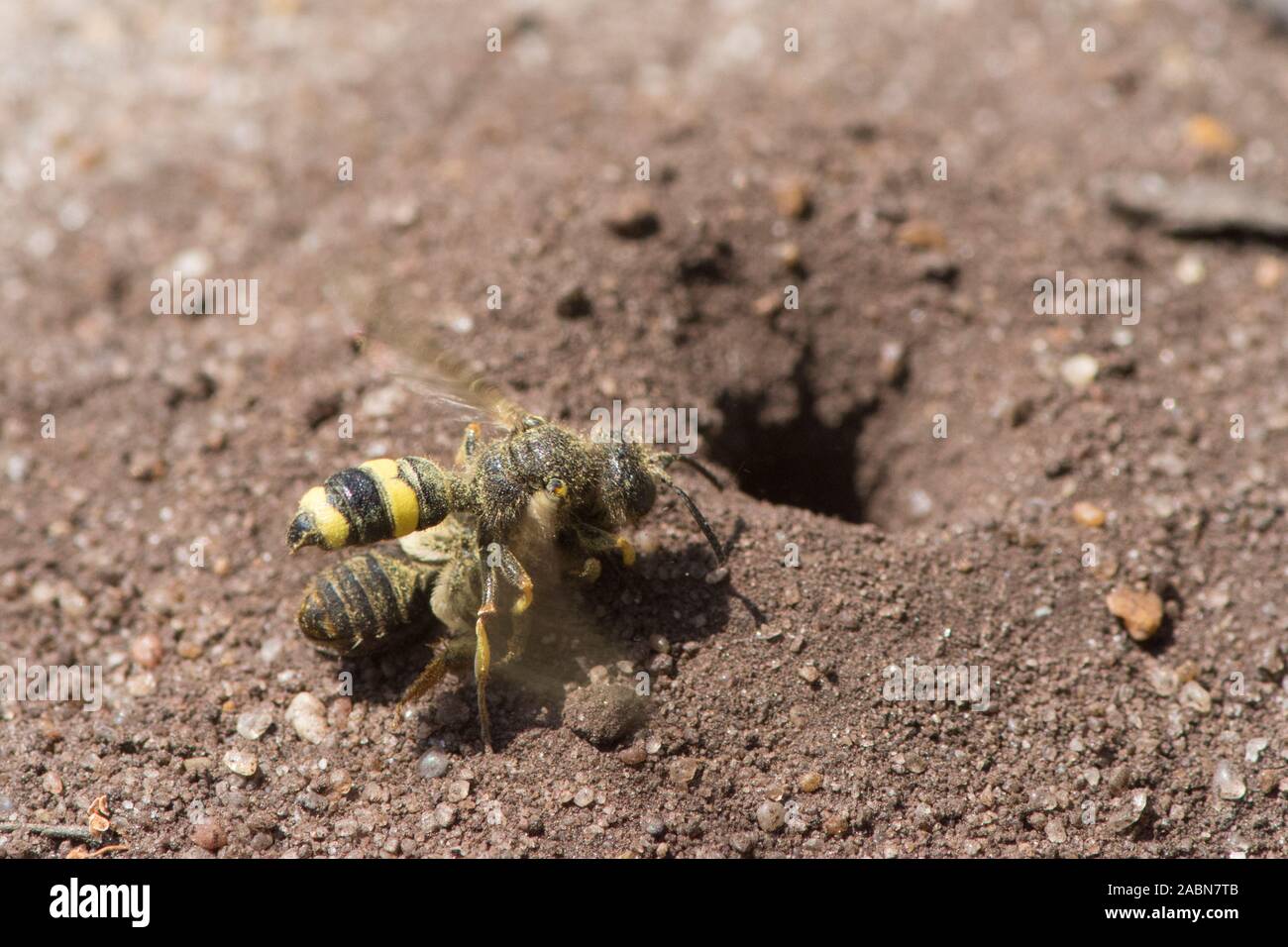 Ornate-tailed Digger Wasp, Cerceris rybyensis, carrying prey of dead bee back to nest hole, Sussex, UK, July Stock Photo
