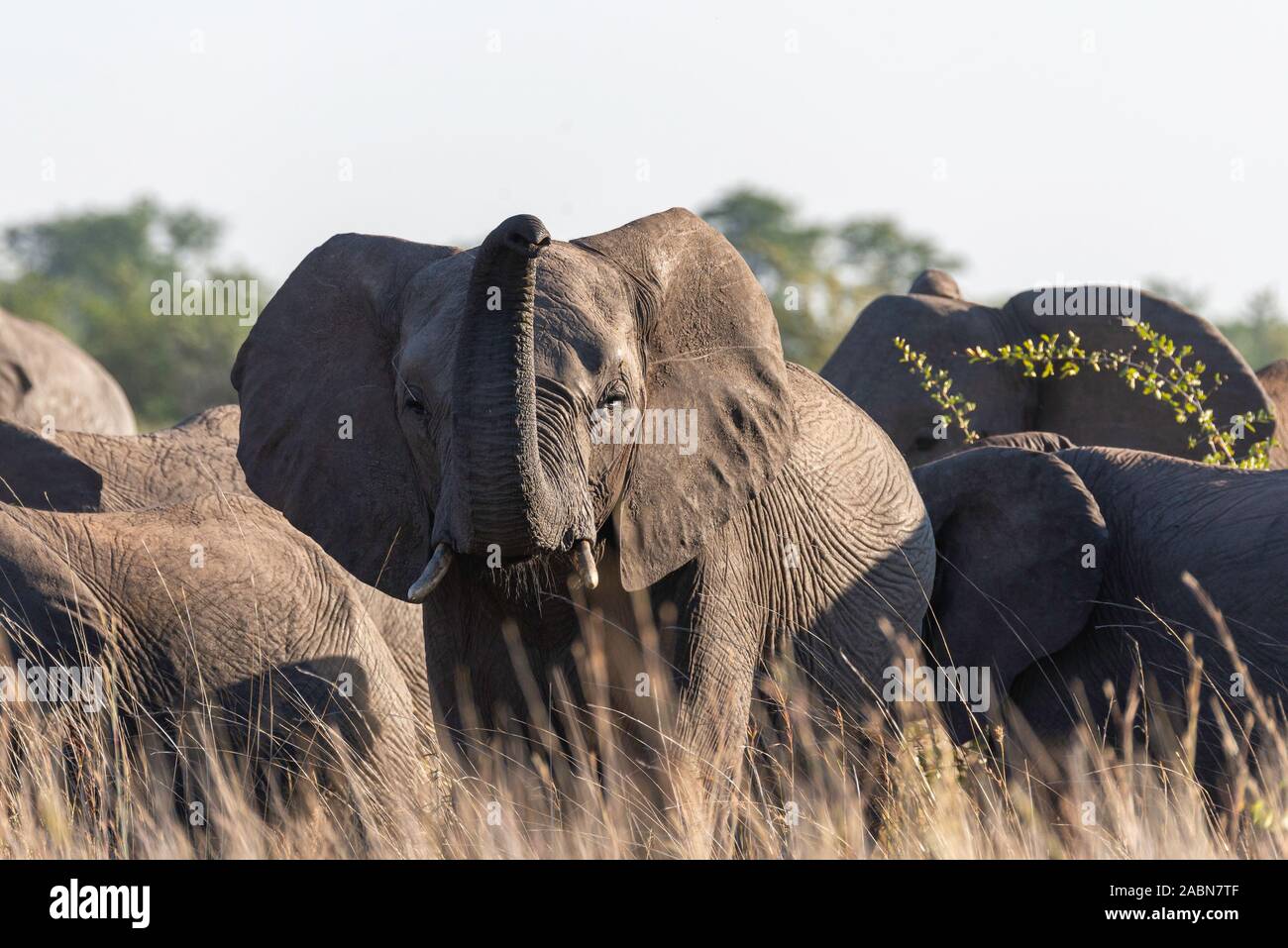 portrait of a big african elephant in the african savannah Stock Photo