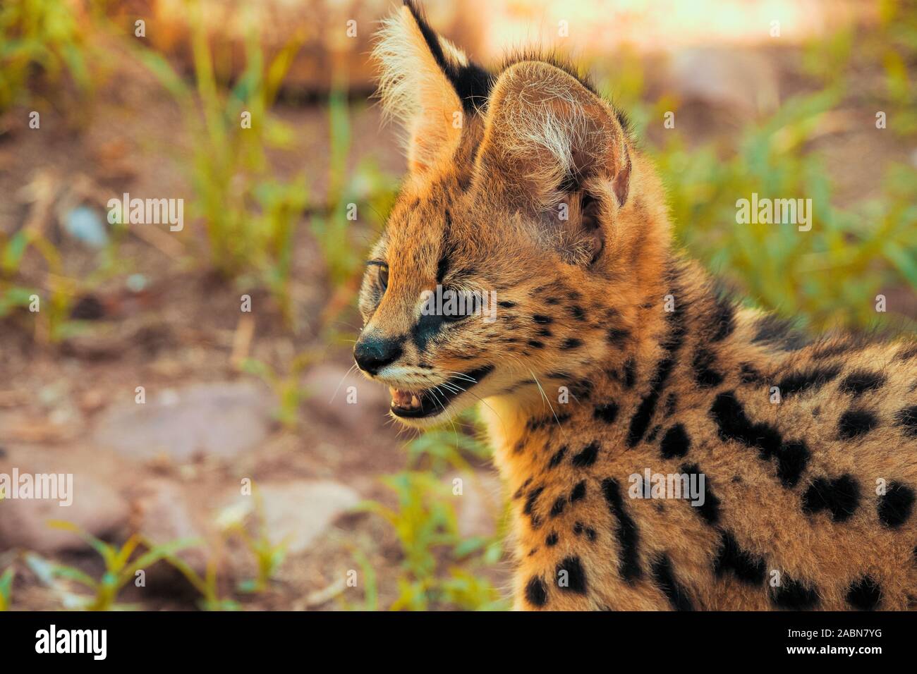 Baby Serval High Resolution Stock Photography And Images Alamy Baby Serval High Resolution Stock Photography And Images Alamy