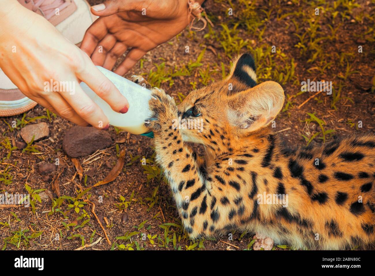 Closeup portrait of a 2 month old serval kitten (Leptailurus serval
