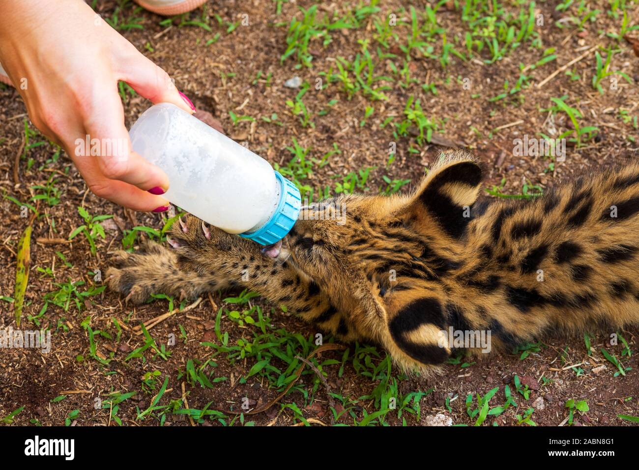 2 month old serval kitten (Leptailurus serval) being fed with a bottle