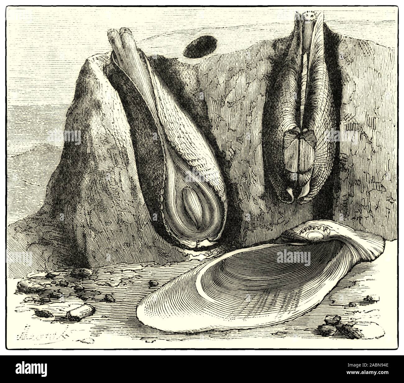 Stone Borers, a name given to several bivalve shells, especially pholas, from their power of boring into the hardest rocks. The pholadidae are true bivalves, and have two accessory plates in the neighborhood of the hinge for the protection of the dorsal muscles; they are all burrowing animals, penetrating the hardest substances. The operation is supposed to be performed by a rotatory motion of the shell effected by the powerful foot. Stock Photo