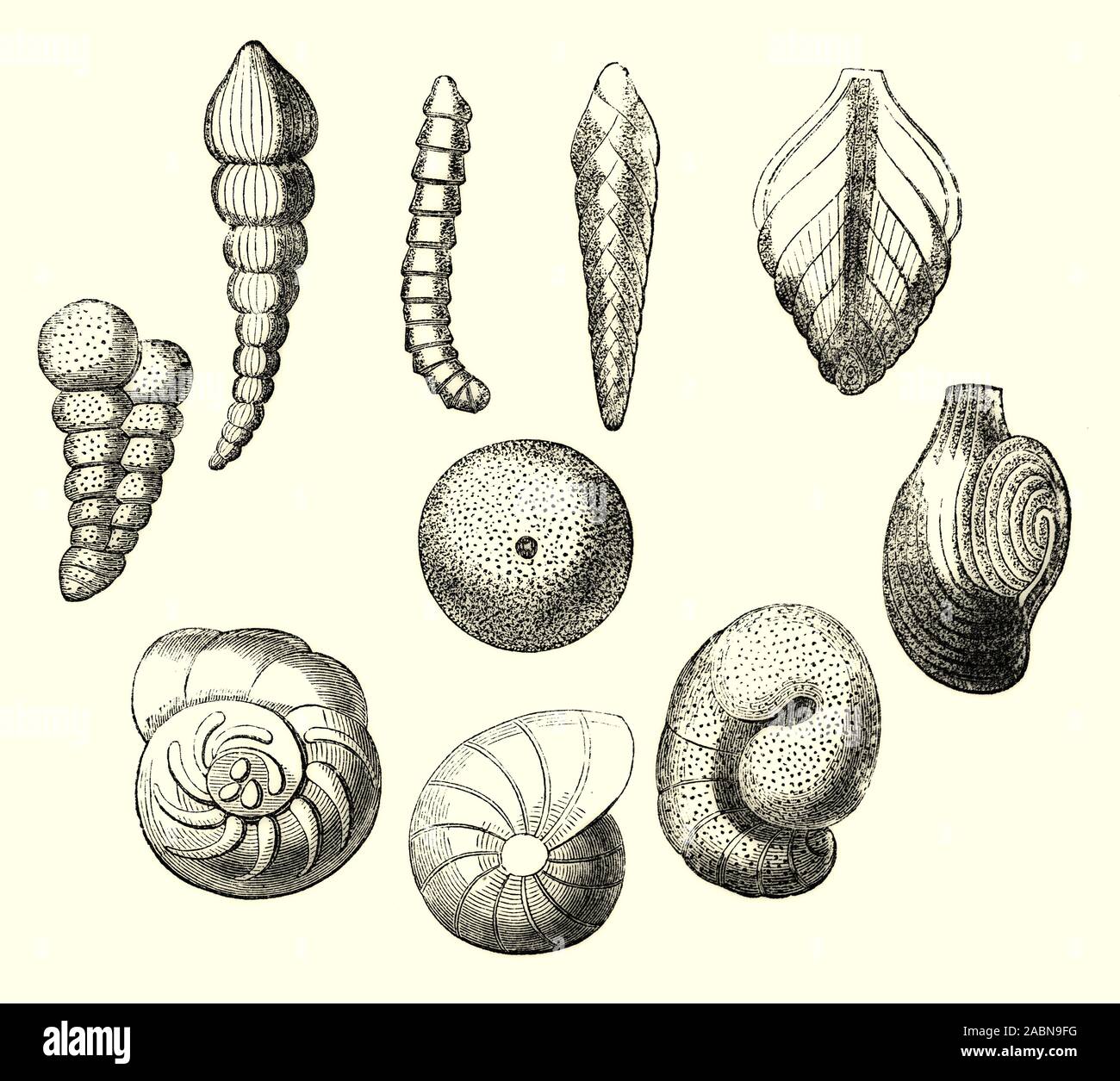 The shells of various molluscs (or mollusks). The shell is typically a calcareous exoskeleton which encloses, supports and protects the soft parts of an animal in the phylum Mollusca, which includes snails, clams, tusk shells, and several other classes. Stock Photo