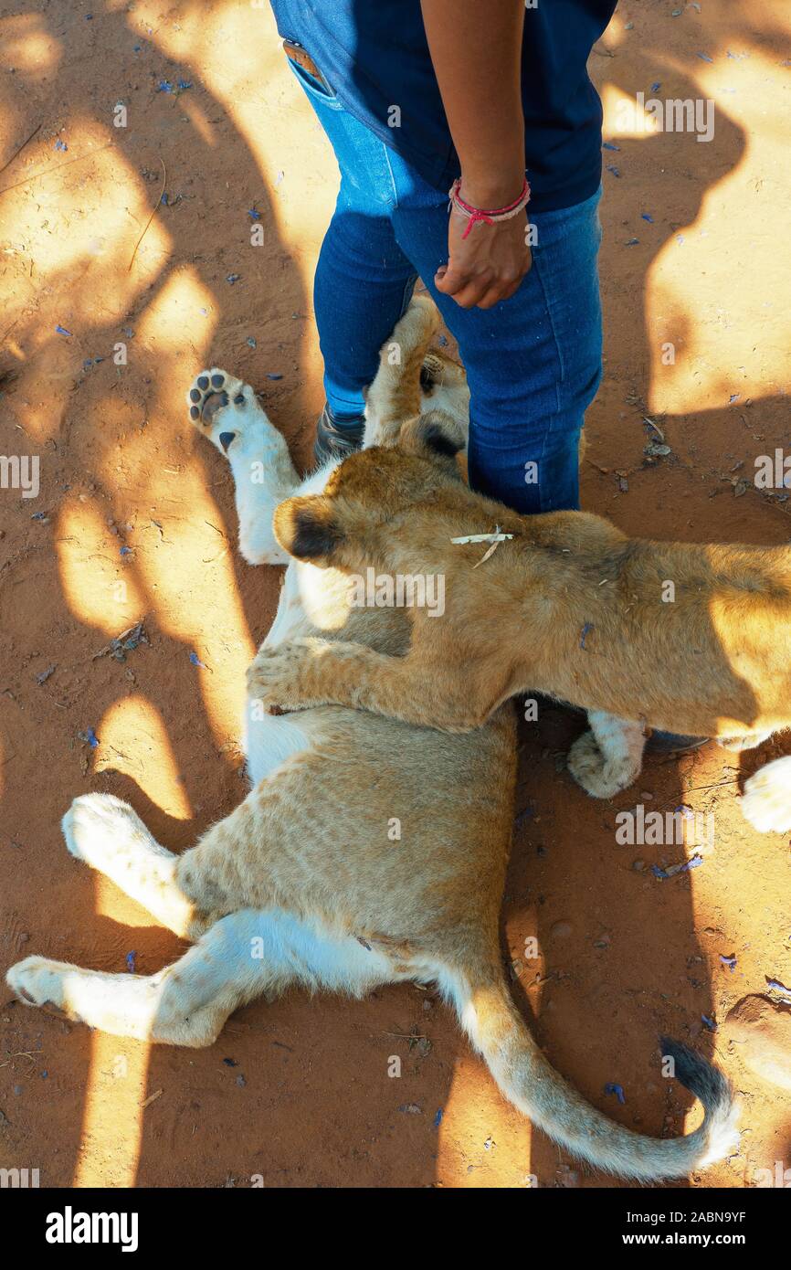 4 month old lion cubs (Panthera leo) playing, cuddling, tuslling with an African woman at Colin's Horseback Africa, Cullinan, South Africa Stock Photo
