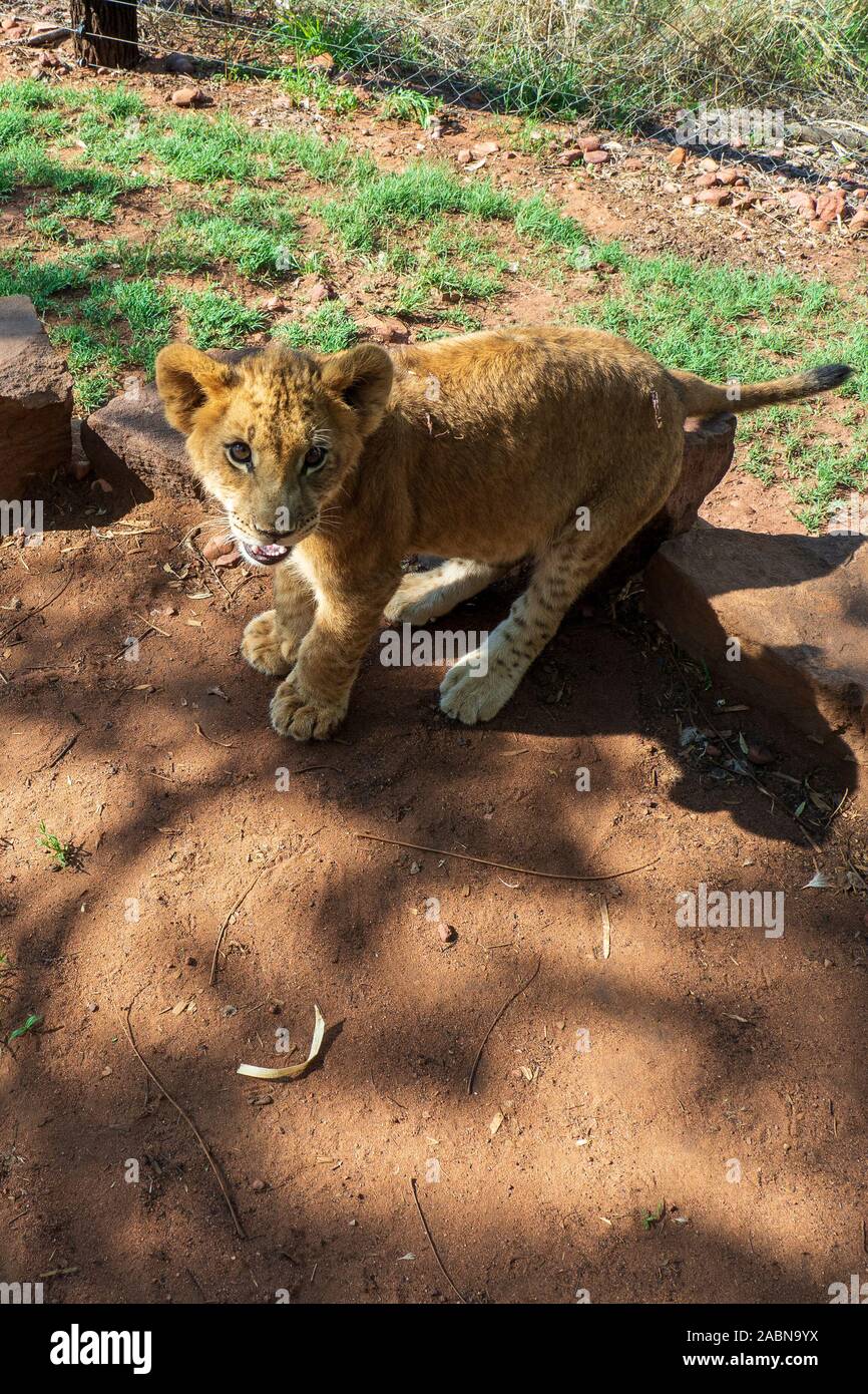 4 month old spotted lion cub (Panthera leo) curiously looking at the camera - Colin's Horseback Africa, Cullinan, South Africa Stock Photo