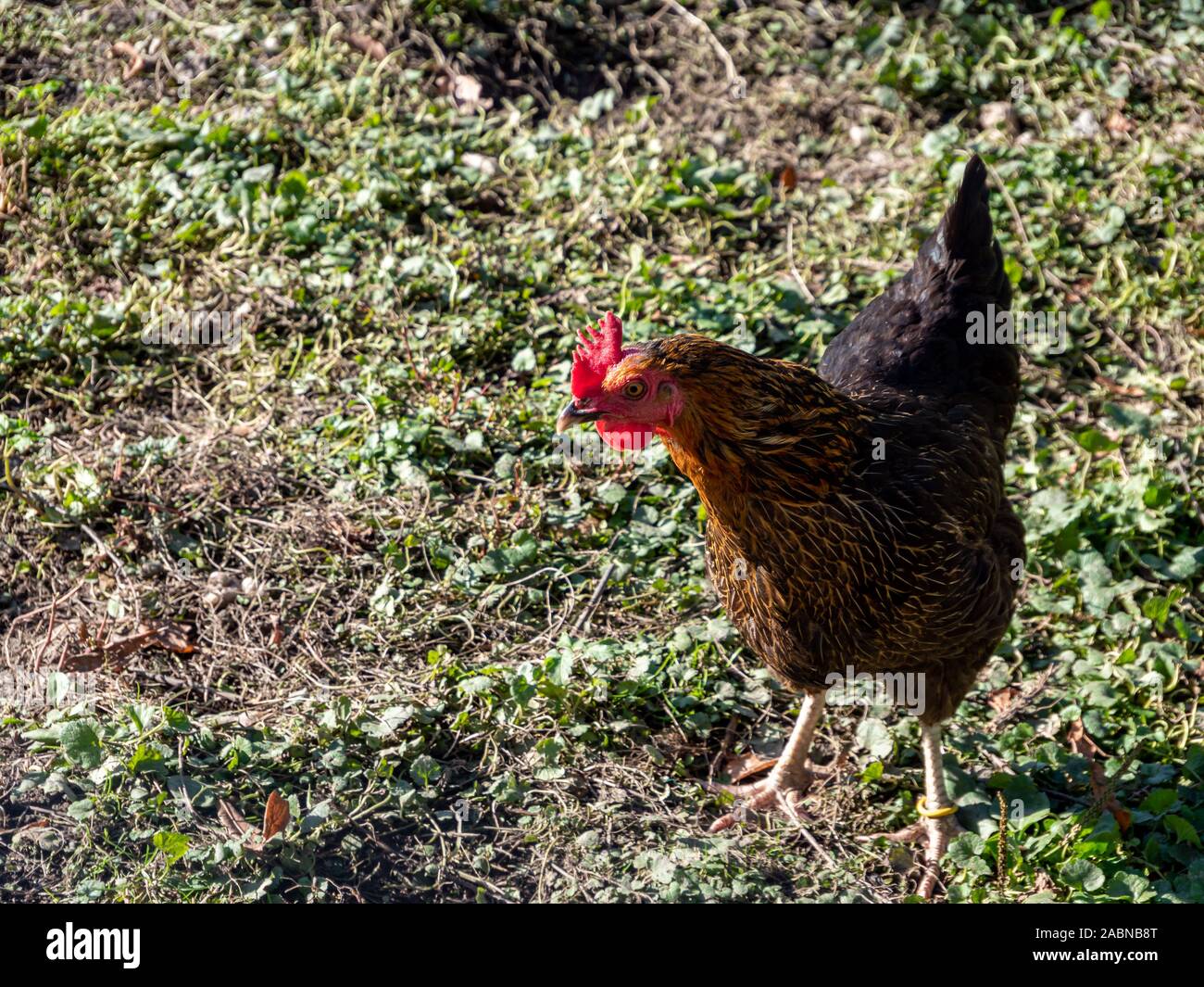 Organic attitude of chickens on the farm Stock Photo