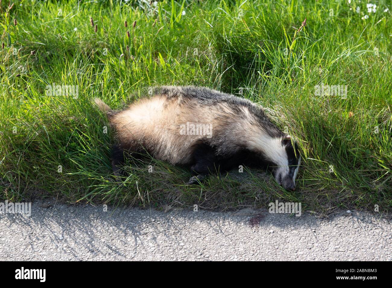 Badger killed by car on the road. Wild animal killed from auto on the